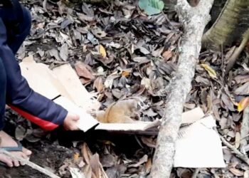 Langgam.id - BKSDA Sumbar melepasliarkan kembali seekor hewan langka dilindungi jenis Kukang di Taman Wisata Alam (TWA) Gunung Marapi.