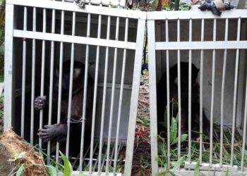 Langgam.id - Balai Konservasi Sumber Daya Alam (BKSDA) Sumatra Barat (Sumbar) melepasliarkan dua ekor primata endemik Mentawai, yaitu Bokkoi.