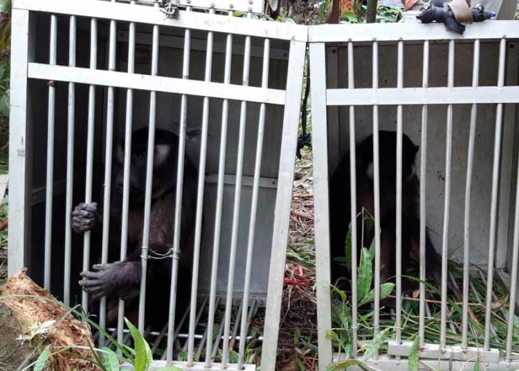 Langgam.id - Balai Konservasi Sumber Daya Alam (BKSDA) Sumatra Barat (Sumbar) melepasliarkan dua ekor primata endemik Mentawai, yaitu Bokkoi.