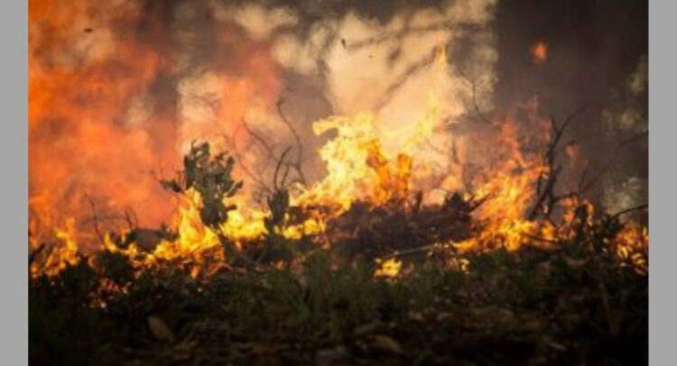 Titik Api Meningkat 167 Persen, Sumbar Puncaki Karhutla di Sumatra