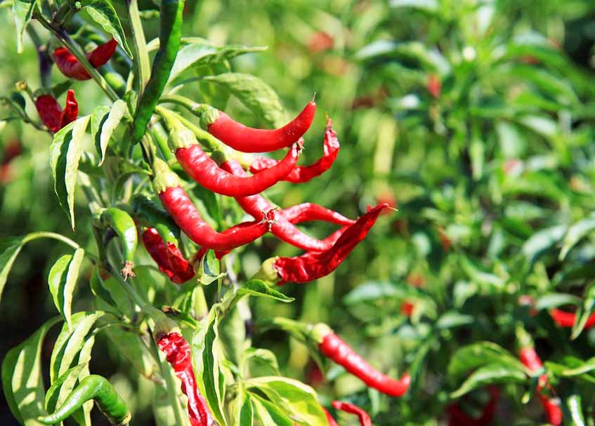 Langgam.id - Harga cabai di Kota Padang, Sumatra Barat (Sumbar) semakin menggila, bahkan harga Cabai Merah mencapai Rp125 ribu per kilogram.