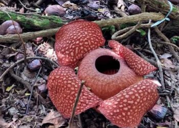 Langgam.id - Bunga langka dan dilindungi jenis Rafflesia Arnoldii hasil budi daya seorang warga bernama Joni Hartono di pekarangan rumah.