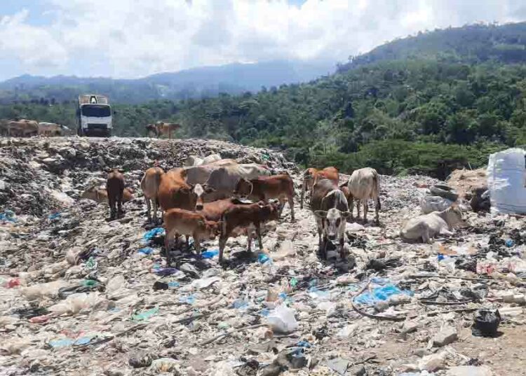 Langgam.id - Kadis Pertanian Kota Padang, Syahrial Kamat mengkhawatirkan adanya sapi yang makan sampah berbahaya jika dikonsumsi masyarakat.