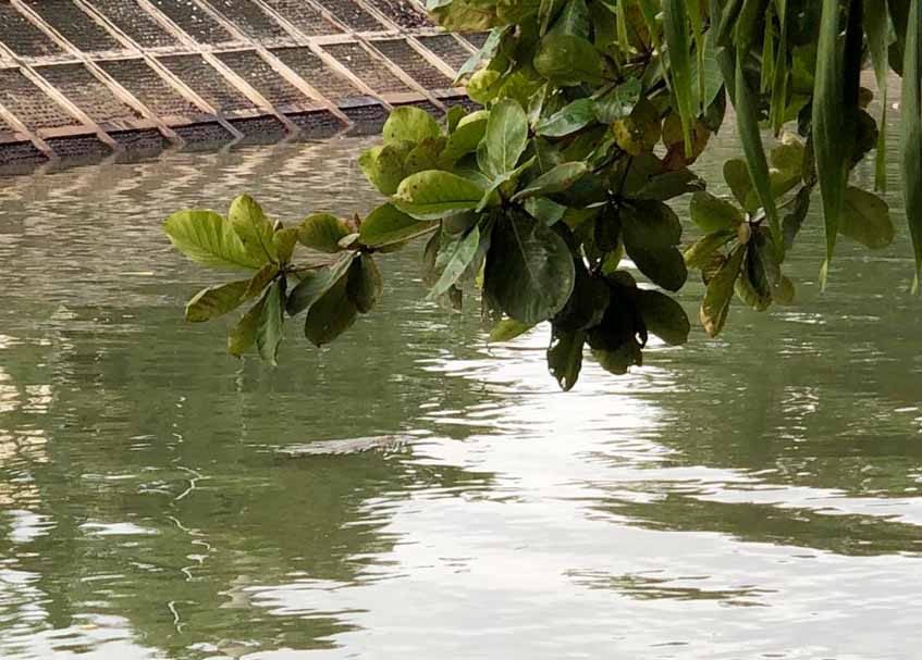 Langgam.id - Seekor buaya muncul di kawasan Banda Bakali atau sungai yang berada di Jalan Gandaria, Kelurahan Jati Baru, Padang Timur.