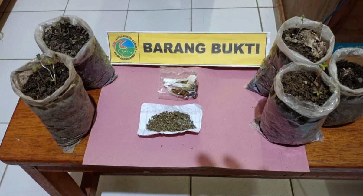tanam-ganja-pemuda-di-pasaman-barat-ini-diringkus-polisi
