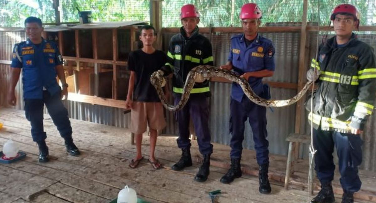 Ular Piton Kembali Masuki Pemukiman Warga di Padang