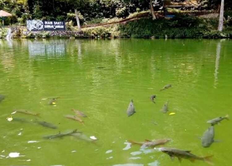 Langgam.id - Kaba Ikan Sakti Sungai Janiah sah ditetapkan sebagai Warisan Budaya Takbenda Indonesia (WBTbI) 2022.