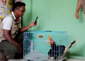 Langgam.id - Warga Painan, Pessel, Bambang S menyerahkan seekor Rangkong Badak yang ia selamatkan ke BKSDA Sumatra Barat (Sumbar).