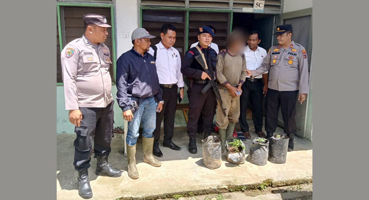Nekat! Buruh Perusahaan di Pasaman Barat Tanam Ganja di Polybag