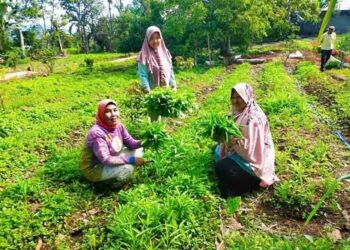 Langgam.id - Siang di pertengahan Oktober 2022 terlihat Ira (36), seorang ibu rumah tangga di Jorong Kayu Aro memanen sayur-mayur.