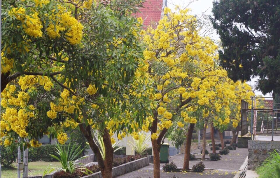 DLH Padang Terima Bantuan Bibit Pohon Tabebuya