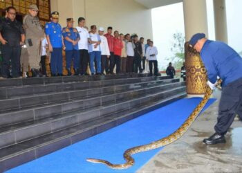 Salah satu Pasukan Damkar menunjukkan cara mengendalikan ular dalam apel bersama wali kota Padang. (Foto: Prokopim Pemko Padang)