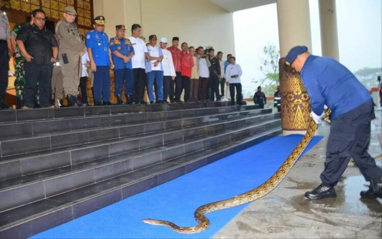 Salah satu Pasukan Damkar menunjukkan cara mengendalikan ular dalam apel bersama wali kota Padang. (Foto: Prokopim Pemko Padang)