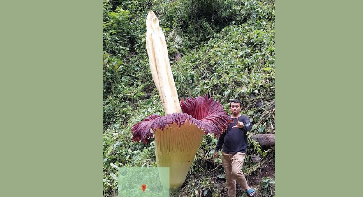 Bunga Bangkai Raksasa Ditemukan Mekar di Agam