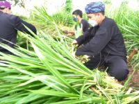 Peternak di Agam Didorong Manfaatkan Pakan Alami