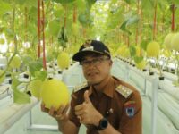Rekomendasi Wako: Kisai Agro, Kafe Edukasi Pertanian di Payakumbuh