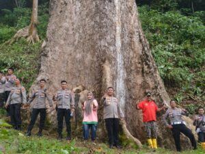 Objek Wisata Kayu Gadang Koto Malintang, Pohon Raksasa di Tepi Maninjau