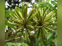 Sumbar Punya 4 Komoditas Unggulan, Gambir Isi 80 Persen Kebutuhan Dunia