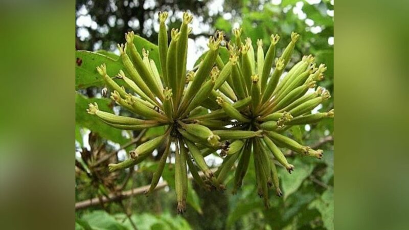 Sumbar Punya 4 Komoditas Unggulan, Gambir Isi 80 Persen Kebutuhan Dunia