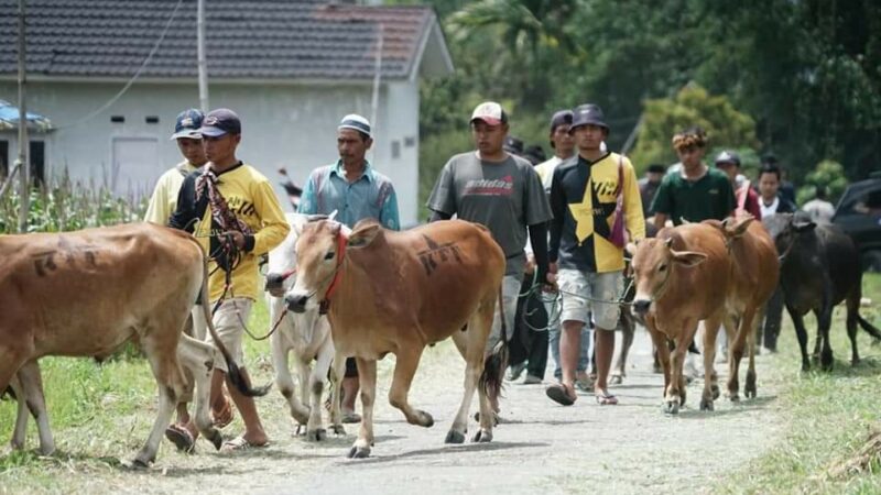 Pemkab Tanah Datar Gencarkan Promosi Alek Pacu Jawi