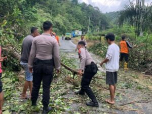 Sempat Ganggu Arus Lintas Sumatra, Pohon Tumbang Dievakuasi Polres Dharmasraya dan Warga