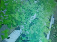 Hidroponik Solusi Kebutuhan Sayur Sehat Keluarga