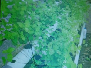 Hidroponik Solusi Kebutuhan Sayur Sehat Keluarga