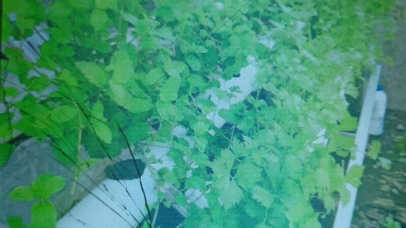 Hidroponik Solusi Kebutuhan Sayur Sehat Keluarga