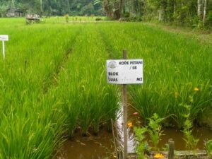 Solusi Ramah Lingkungan dan Sehat