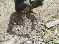 Usai Kematian Harimau Sumatra di Pasaman, BKSDA Sumbar Sapu Bersih Jerat