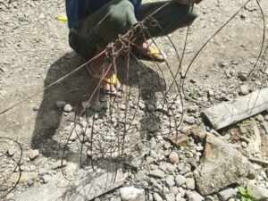 Usai Kematian Harimau Sumatra di Pasaman, BKSDA Sumbar Sapu Bersih Jerat