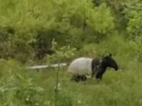 Kemunculan seekor tapir di hutan lindung di Nagari Aia Dingin, Kecamatan Lembah Gumanti, Kabupaten Solok, membuat geger masyarakat sekitar.