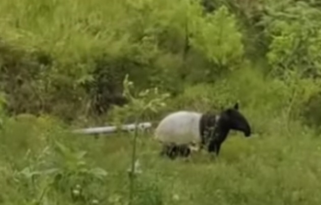 Kemunculan seekor tapir di hutan lindung di Nagari Aia Dingin, Kecamatan Lembah Gumanti, Kabupaten Solok, membuat geger masyarakat sekitar.