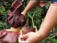 Bungai bangkai ditemukan tumbuh di depan Stasiun Pauh, Kecamatan Pauh, Kota Padang pada Jumat (5/5/2023). Camat Pauh Yoserizal mengatakan