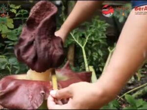 Bungai bangkai ditemukan tumbuh di depan Stasiun Pauh, Kecamatan Pauh, Kota Padang pada Jumat (5/5/2023). Camat Pauh Yoserizal mengatakan