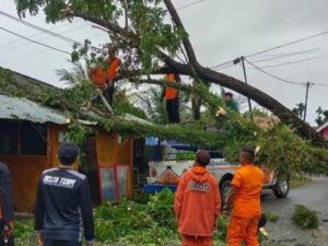 Wako Padang Hendri Septa menyebut pohon yang tumbang yang menyebabkan satu orang driver ojek online (Ojol) meninggal dunia di Kelurahan Ranah