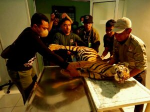 Kepala BKSDA Sumatra Barat (Sumbar) Ardi Andono menyebut kematian harimau sumatra dampak dari jerat babi baru pertama kali ini terjadi.