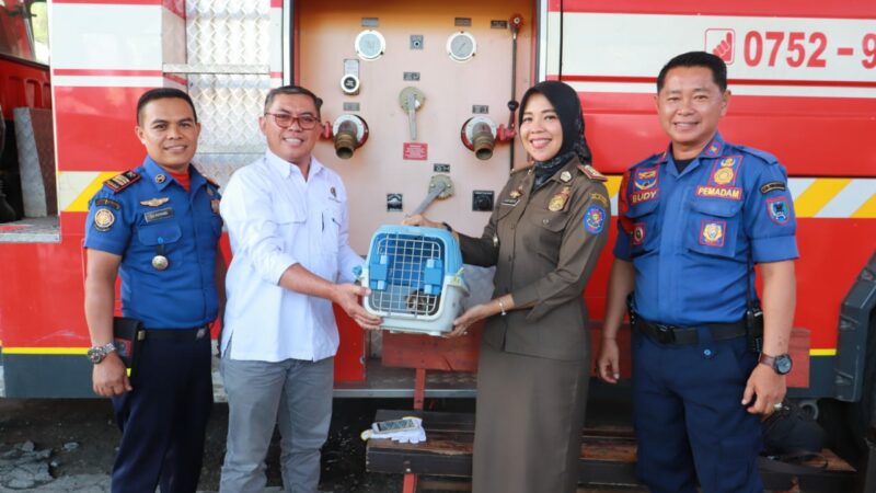 Usai mengevakuasi kukang dari rumah Nita, warga Kelurahan Sawahpadang Aua Kuniang, Pemadam Kebakaran menyerahkan hewan yang dilindungi