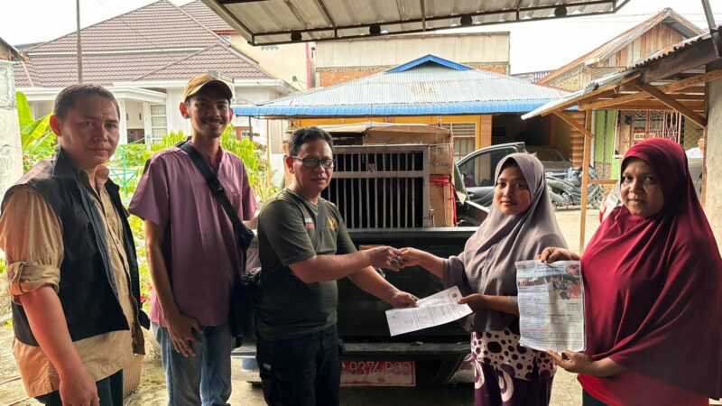 BKSDA Sumbar menerima tiga ekor owa ungko yang sebelumnya dipelihara oleh seorang warga yang berasal Ujung Gading, Kabupaten Pasaman Barat.