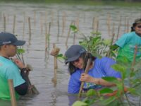 Hari Lingkungan Hidup Sedunia, Bio Farma Tanam 5.500 Mangrove di Subang