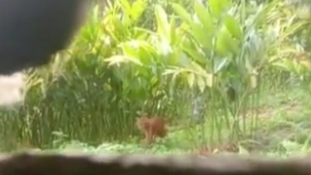 Media sosial dihebohkan kemunculan seekor harimau sumatra an Rabaa Utara, Kecamatan Koto Parik Gadang, Solok Selatan, Sumatra Barat (Sumbar).