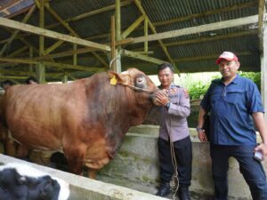 Presiden Jokowi resmi membeli sapi asal Padang Panjang milik Aipda Eko Setiawan sebagai hewan kurban pada Idul Adha 1444 H untuk Sumbar.