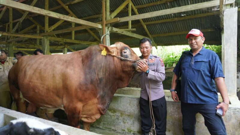 Presiden Jokowi resmi membeli sapi asal Padang Panjang milik Aipda Eko Setiawan sebagai hewan kurban pada Idul Adha 1444 H untuk Sumbar.