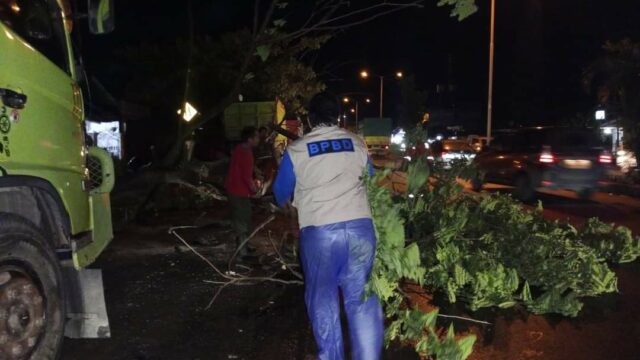 31 Pohon Tumbang Akibat Angin Kencang di Padang
