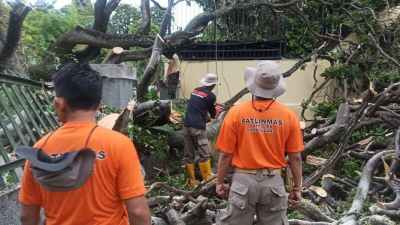 BPBD Padang: Sampai Tengah Malam, 41 Pohon Tumbang Berhasil Dievakuasi