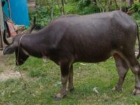 Ada Food Performative Hingga Painting on The Spot di Alek Nagari Lubuk Kilangan