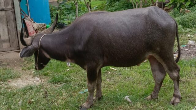 Ada Food Performative Hingga Painting on The Spot di Alek Nagari Lubuk Kilangan