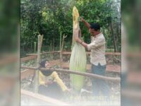 Bunga bangkai atau dalam bahasa latin disebut Amorphophallus titanium ditemukan di Jorong Jambu, Nagari Koto Tuo, Kecamatan IV Nagari,