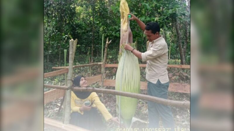 Bunga bangkai atau dalam bahasa latin disebut Amorphophallus titanium ditemukan di Jorong Jambu, Nagari Koto Tuo, Kecamatan IV Nagari,