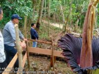 Bunga bangkai atau dalam bahasa latin disebut Amorphophallus titanium yang ditemukan di Sijunjung, Sumbar, akhirnya mekar sempurna.